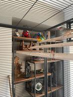 Splendid parkieten, Dieren en Toebehoren, Meerdere dieren, Parkiet