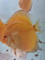 mooie jonge discusvissen, eigen kweek, Dieren en Toebehoren, Vissen | Aquariumvissen, Vis