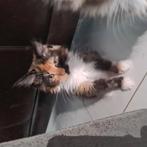 Prachtige maine coons, Dieren en Toebehoren, Meerdere dieren, Ontwormd