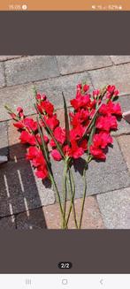 Nijmeegse Vierdaagse gladiool gladiolen Rood NIEUW, Ophalen of Verzenden, Nieuw