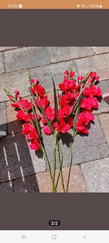 Nijmeegse Vierdaagse gladiool gladiolen Rood NIEUW   beschikbaar voor biedingen