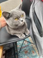 Britse korthaar, Dieren en Toebehoren, Katten en Kittens | Raskatten | Korthaar, Poes, Gechipt, 3 tot 5 jaar