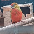 Stanley Rosella pop split blauw, Dieren en Toebehoren, Vogels | Parkieten en Papegaaien, Vrouwelijk, Parkiet, Geringd