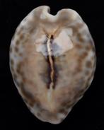 Schelpen: Cypraea teulerei 44,4mm (Gem)  Topkwaliteit!, Ophalen of Verzenden, Schelp(en)