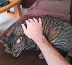 Kater Bennie 7 jaar zoekt nieuw huis, Dieren en Toebehoren, Kater, Gechipt, 6 jaar of ouder