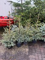 Kerstboompjes opgepot soort omerika milieu vriendelijk 9,95, Tuin en Terras, Vaste plant, Bloeit niet, Halfschaduw, Ophalen