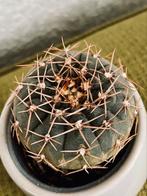 Cactus, Huis en Inrichting, Ophalen of Verzenden