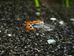 1 set Guppy’s te koop diverse kleuren, Vis