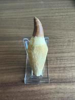Mosasaurus hoffmannii tand, Verzamelen, Mineralen en Fossielen, Ophalen of Verzenden, Fossiel