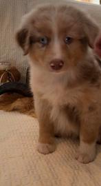 AUSTRALIAN SHEPHERD PUPS  AUSSIES raszuiver, Dieren en Toebehoren, Sheepdog, 8 tot 15 weken, HCC (leverziekte), Meerdere