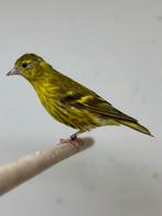 1-1 sijs, Dieren en Toebehoren, Meerdere dieren, Bastaard