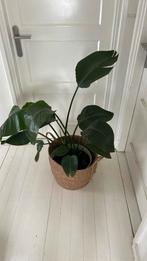 Kamerolant incl Elho pot, Ophalen of Verzenden, Overige soorten, Minder dan 100 cm