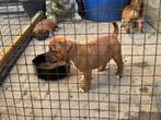 staffordshire bull terier pup, Dieren en Toebehoren, Honden | Jack Russells en Terriërs, Overige rassen, 8 tot 15 weken, CDV (hondenziekte)