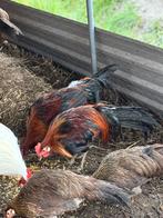 Onagadori haantjes te koop, Dieren en Toebehoren, Pluimvee, Meerdere dieren, Kip