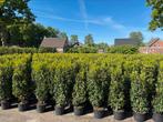 Potgekweekte Portugese laurier., Ophalen of Verzenden, Laurier, 100 tot 250 cm