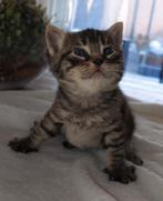 Britse korthaar kruising kittens (poesjes), Dieren en Toebehoren