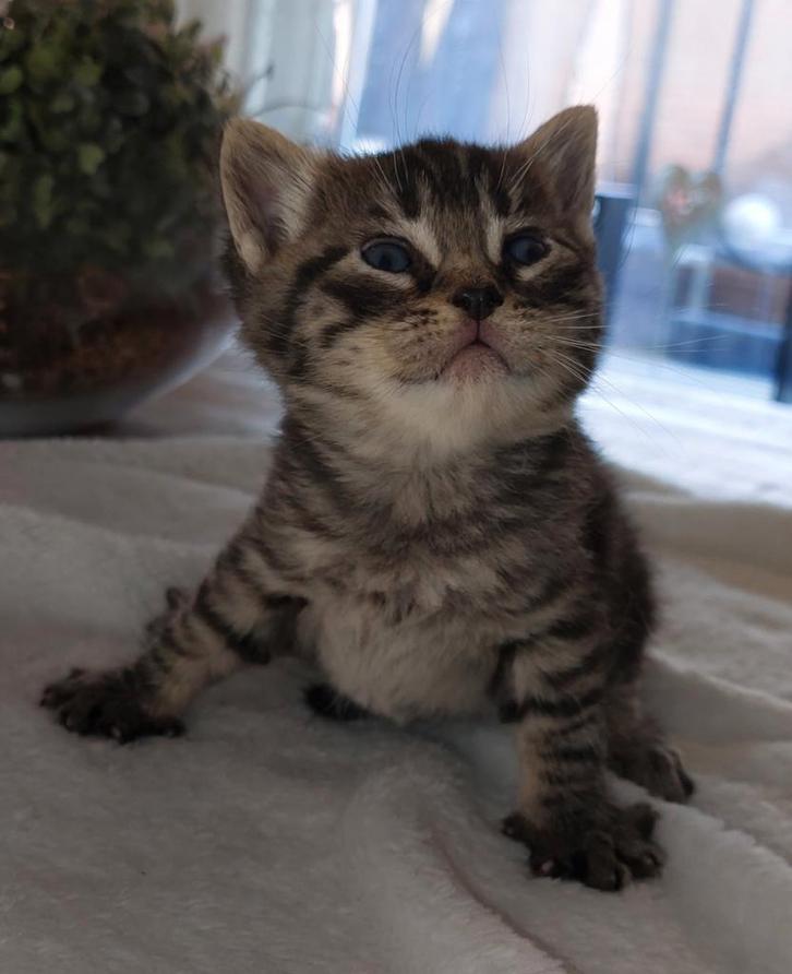 Britse korthaar kruising kittens (poesjes), Dieren en Toebehoren, Katten en Kittens | Overige Katten