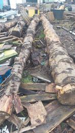 Mega grote boomstammen.  Liggen al ca 1.5 jaar te drogen., Tuin en Terras, Minder dan 3 m³, Ophalen of Verzenden
