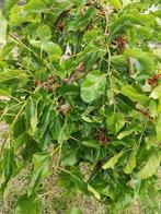 Moerbei zwart, Europese ras. Morus nigra., Ophalen of Verzenden, Overige soorten, Minder dan 100 cm
