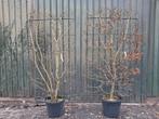 2x Carpinus Betulus Kant en Klaar Haag, Tuin en Terras, Planten | Bomen, In pot, Herfst, Leiboom, Halfschaduw