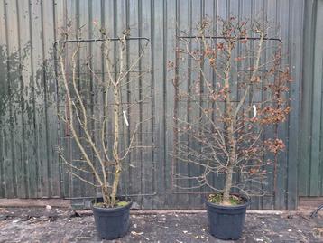 2x Carpinus Betulus Kant en Klaar Haag beschikbaar voor biedingen