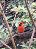 Te koop Rode Kardinaal man, Dieren en Toebehoren, Vogels | Overige Vogels, Mannelijk, Tropenvogel