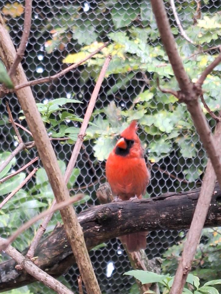 Te koop Rode Kardinaal man, Dieren en Toebehoren, Vogels | Overige Vogels, Tropenvogel, Mannelijk