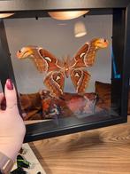 Attacus Atlas Mot in Dubbelglas Lijst, Ophalen of Verzenden, Zo goed als nieuw, Insect, Overige typen