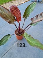Philodendron erubescens Imperial Red, Ophalen, Overige soorten, Minder dan 100 cm