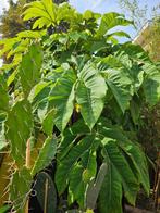 Tetrapanax papyrifer, rijstpapierplant, Ophalen, Vaste plant, Overige soorten, Volle zon