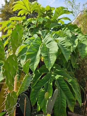 Tetrapanax papyrifer, rijstpapierplant beschikbaar voor biedingen