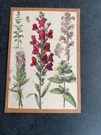 14 prenten planten/bloemen/paddestoelen 19x27 cm p.st 6 euro, Ophalen of Verzenden, Natuur en Biologie