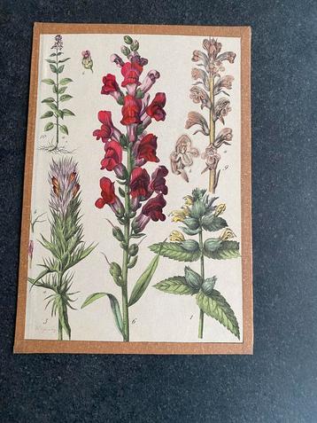 14 prenten planten/bloemen/paddestoelen 19x27 cm p.st 6 euro beschikbaar voor biedingen
