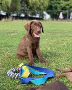 Aussiedor X Silver labrador, Dieren en Toebehoren, Honden | Retrievers, Spaniëls en Waterhonden, Overige rassen, 8 tot 15 weken
