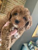 Schitterende Mini Doodle Tibetaanse terrier X dwergpoedel, Dieren en Toebehoren, Honden | Chihuahua's en Gezelschapshonden, Overige rassen