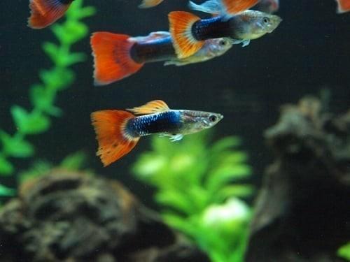Toxedo red guppen te koop, Dieren en Toebehoren, Vissen | Aquariumvissen, Zoetwatervis, Vis, Schoolvis