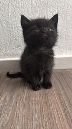 Kittens, Dieren en Toebehoren, Poes, 0 tot 2 jaar