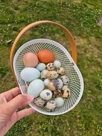 Japanse kwartel broedeieren/100% celadon kwartel broedeieren, Dieren en Toebehoren, Ophalen of Verzenden, Zo goed als nieuw