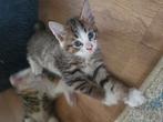 Super mooi gekleurd nestje kittens. NOG 1 katertje!!, Dieren en Toebehoren, Katten en Kittens | Overige Katten, Meerdere dieren