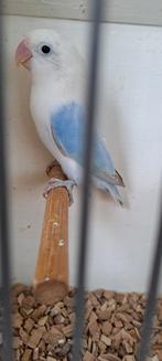 Agapornis Ficheri  Dilute, Dieren en Toebehoren, Vogels | Parkieten en Papegaaien, Meerdere dieren, Dwergpapegaai of Agapornis