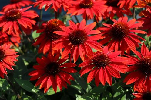 Echinacea purpurea sangrita zonnehoed, vaste plant,sierplant, Tuin en Terras, Planten | Tuinplanten, Vaste plant, Overige soorten