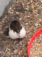 Broedeieren chinese dwergkwartel bont, Meerdere dieren, Overige soorten