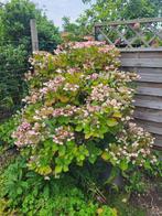 Lacecap Hortensia, Tuin en Terras, Planten | Tuinplanten, Vaste plant, Halfschaduw, Zomer, Ophalen