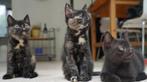 Twee kittens aangeboden ter adoptie!, Dieren en Toebehoren, Katten en Kittens | Overige Katten, Meerdere dieren, Kortharig, 0 tot 2 jaar
