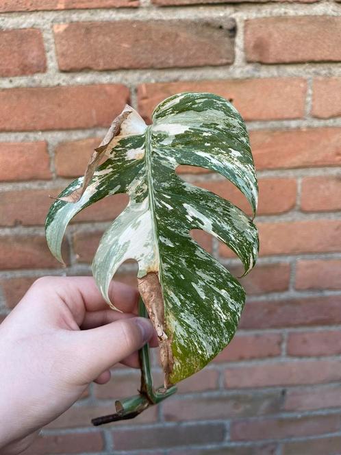 Monstera Albo Variegata - Veel wit!, Huis en Inrichting, Kamerplanten, Ophalen of Verzenden