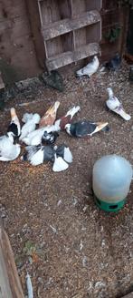 Haagse tilduiven lokkers kroppers, Meerdere dieren