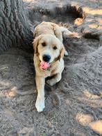 Dekreu golden retriever HD/ED vrij, Dieren en Toebehoren, Rabiës (hondsdolheid), Reu, 1 tot 2 jaar, Meerdere