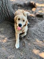 Dekreu golden retriever HD/ED vrij, Rabiës (hondsdolheid), Meerdere, 1 tot 2 jaar, Reu