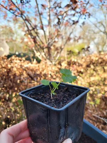 Groot kaasjeskruid.  beschikbaar voor biedingen