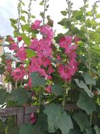 BLOEMEN ZADEN, biologisch, gif vrij, Ophalen of Verzenden, Voorjaar, Volle zon, Zaad